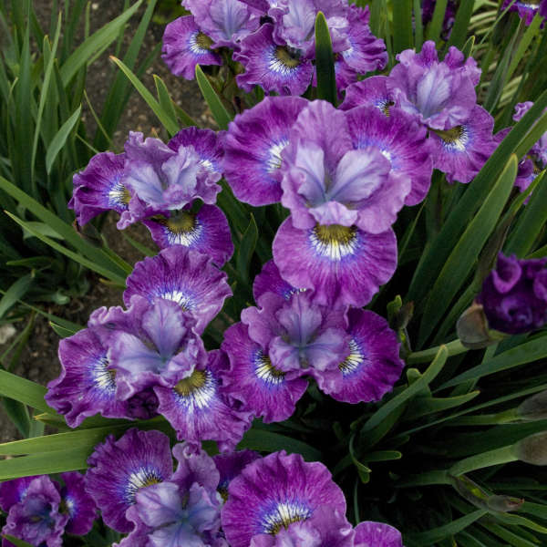 Iris - sibirica Strawberry Fair
